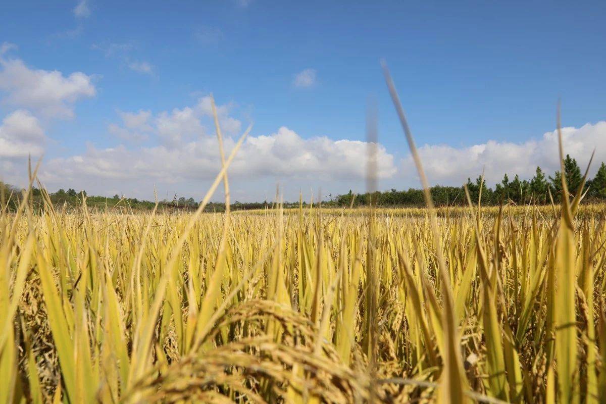 硒补剂nac(补硒的误区)-硒宝网