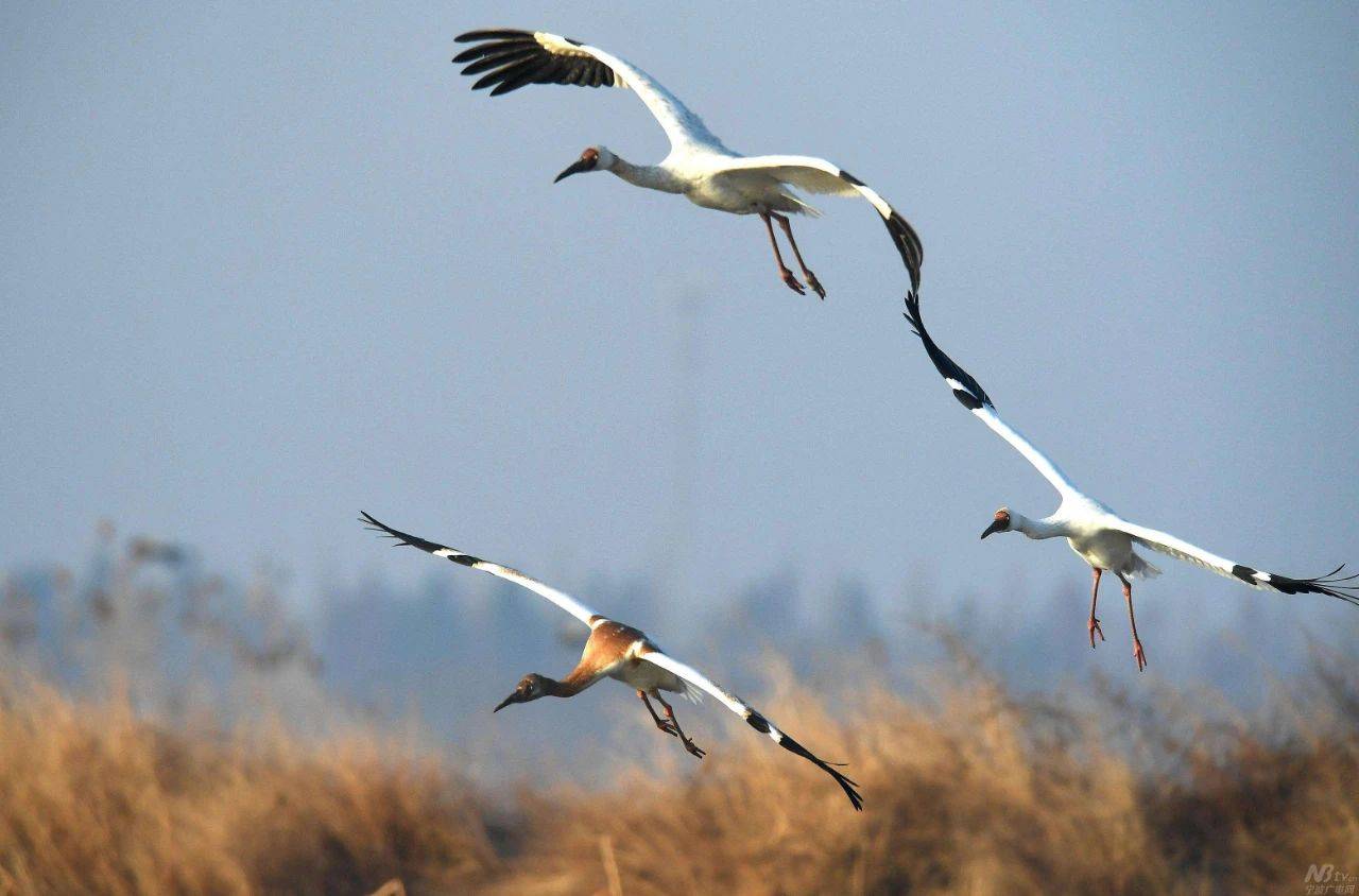 硒补剂nac(补硒的误区)-硒宝网