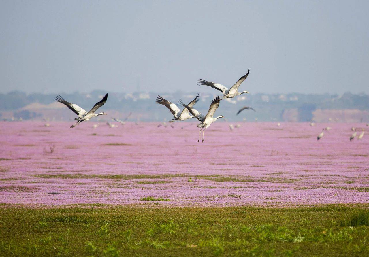 硒补剂nac(补硒的误区)-硒宝网