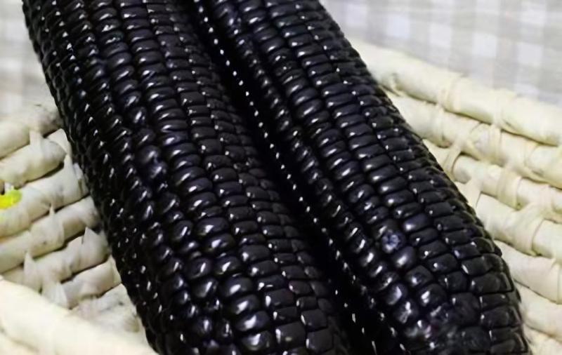 谷子怎样补硒(含硒谷物)-硒宝网