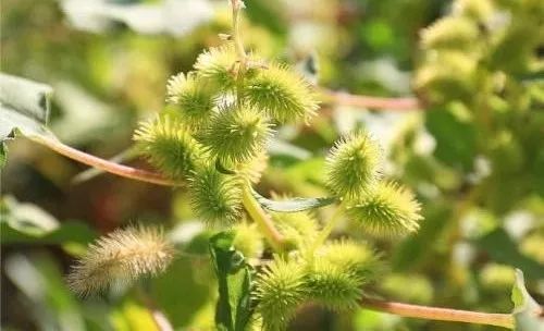 补硒治疗鼻炎(补鼻炎治疗硒片有用吗)-硒宝网