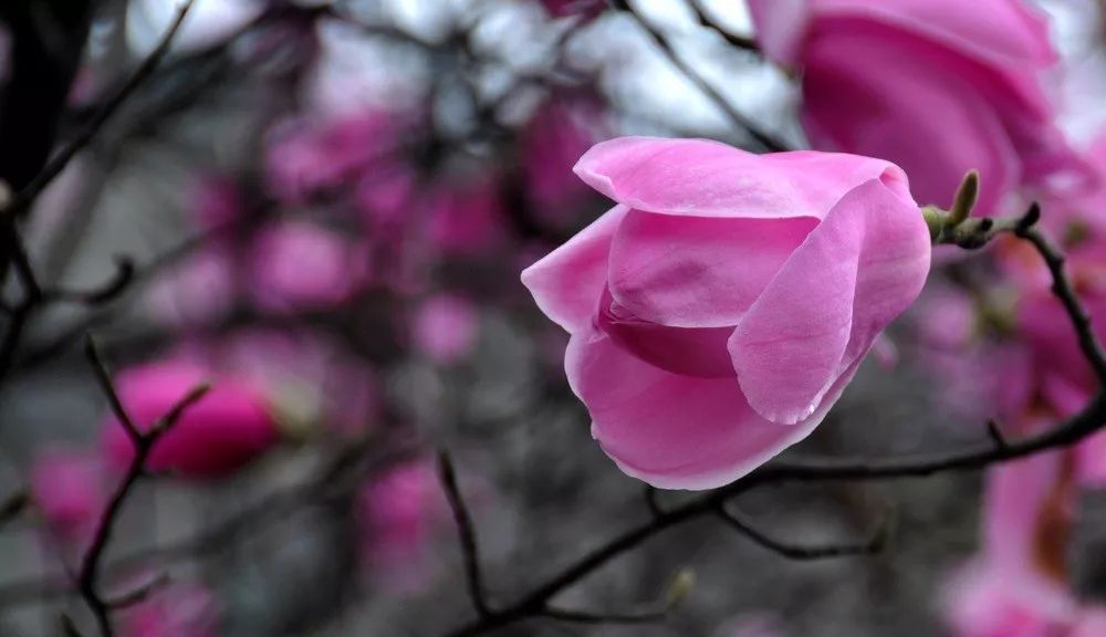 补硒治疗鼻炎(补鼻炎治疗硒片有用吗)-硒宝网