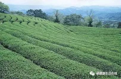 如何补有机硒(补硒是骗局吗)-硒宝网