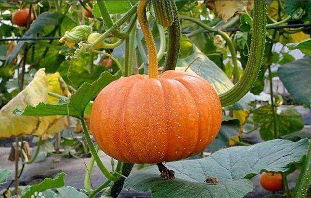 晚期肺癌补硒(晚期肺癌补硒有效果吗)-硒宝网