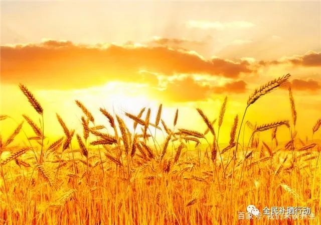 哪种杏仁补硒（种植杏仁）-硒宝网