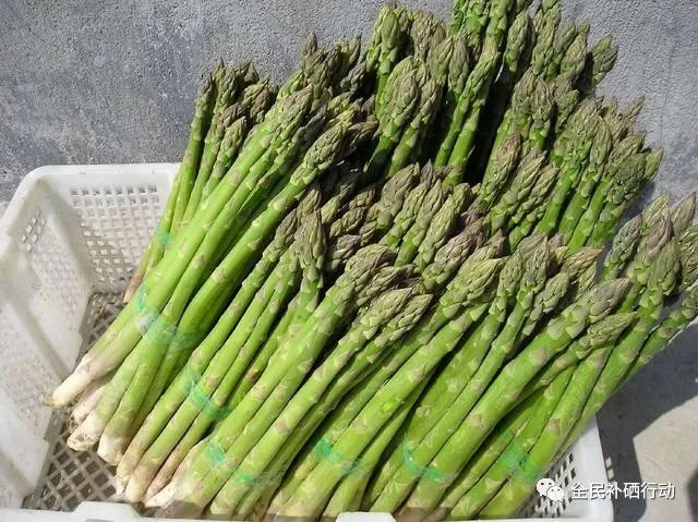 哪种杏仁补硒（种植杏仁）-硒宝网