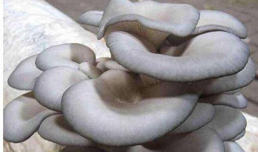 癌症补多少硒（癌症补硒好处和坏处）-硒宝网