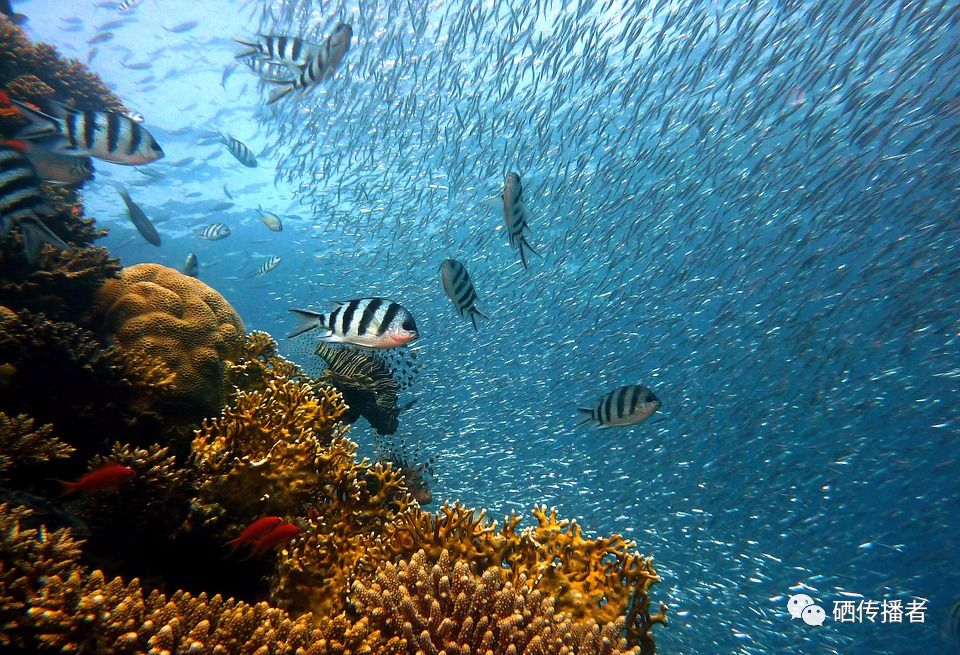 补硒含量单位(硒含量单位ug)-硒宝网