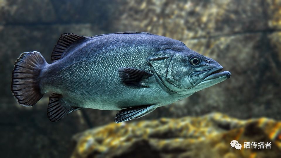 补硒含量单位(硒含量单位ug)-硒宝网