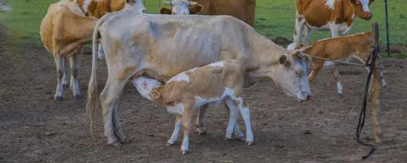 新生犊牛补硒（新生补犊牛硒多少钱）-硒宝网