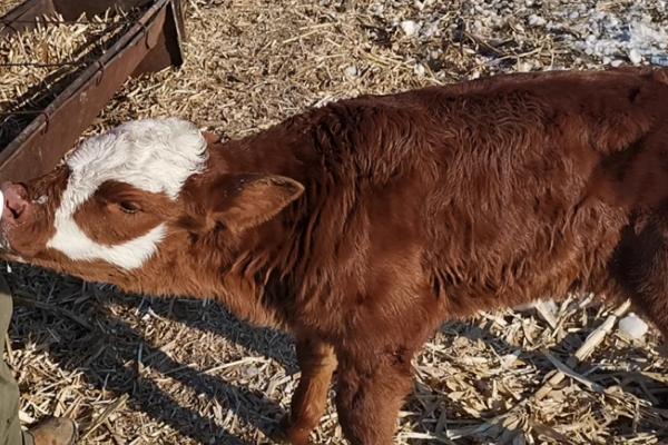 新生犊牛补硒（新生补犊牛硒多少钱）-硒宝网