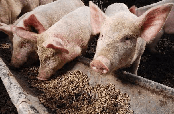 仔猪多久补硒（仔猪补硒的作用）-硒宝网