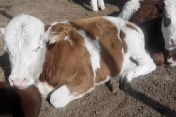 新生犊牛补硒（新生犊牛补硒）-硒宝网