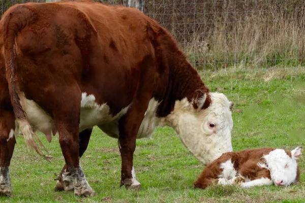 新生犊牛补硒（新生犊牛补硒）-硒宝网