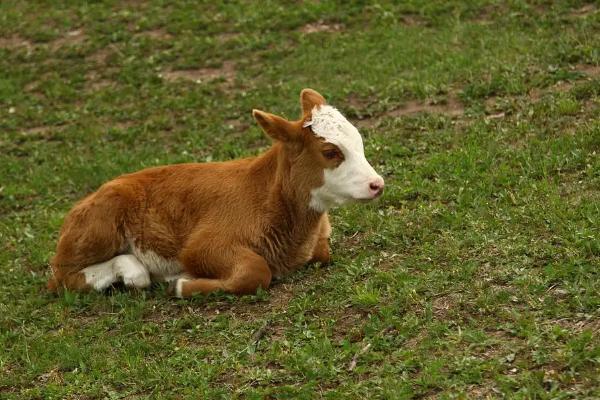 新生犊牛补硒（新生犊牛补硒）-硒宝网