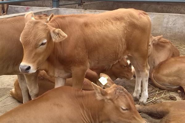 新生犊牛补硒（新生犊牛补硒）-硒宝网