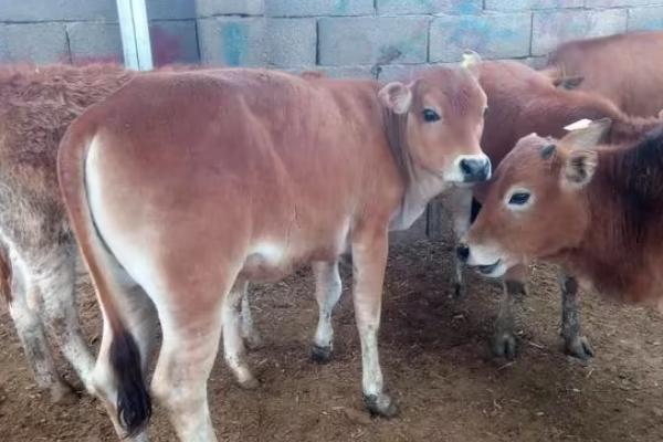 新生犊牛补硒（新生犊牛补硒）-硒宝网