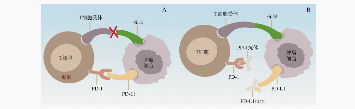 补硒胶囊作用（补硒胶囊有什么副作用）-硒宝网