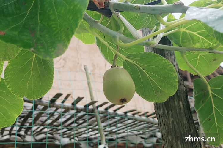 大人如何补硒（大人补硒吃什么牌子的好）-硒宝网