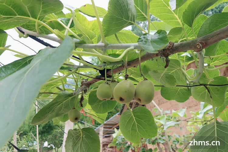 大人如何补硒（大人补硒吃什么牌子的好）-硒宝网