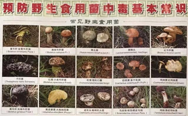 药用补锌补硒（补充锌硒的药）-硒宝网