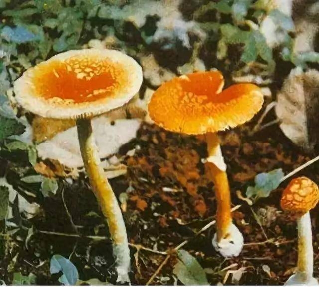 药用补锌补硒（补充锌硒的药）-硒宝网