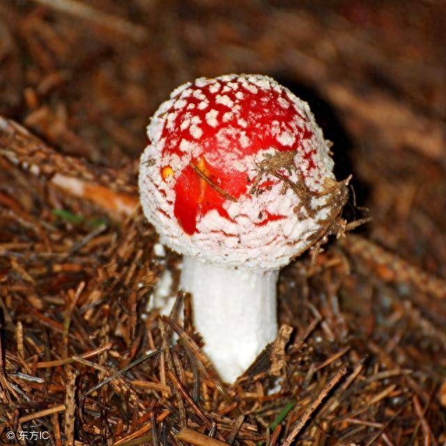 药用补锌补硒（补充锌硒的药）-硒宝网