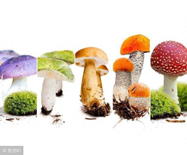 药用补锌补硒（补充锌硒的药）-硒宝网