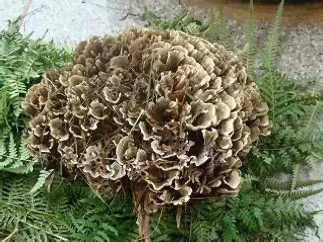 药用补锌补硒（补充锌硒的药）-硒宝网