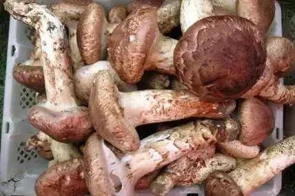 药用补锌补硒（补充锌硒的药）-硒宝网