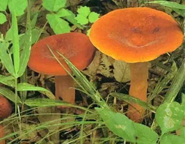 药用补锌补硒（补充锌硒的药）-硒宝网