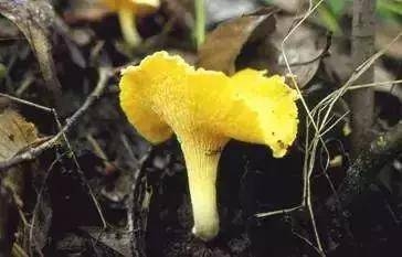 药用补锌补硒（补充锌硒的药）-硒宝网