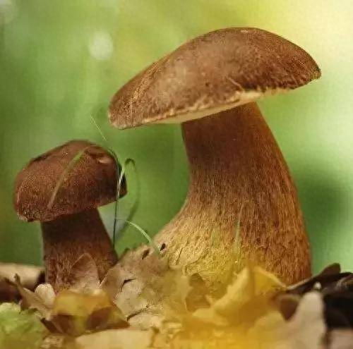 药用补锌补硒（补充锌硒的药）-硒宝网