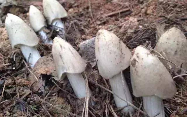 药用补锌补硒（补充锌硒的药）-硒宝网