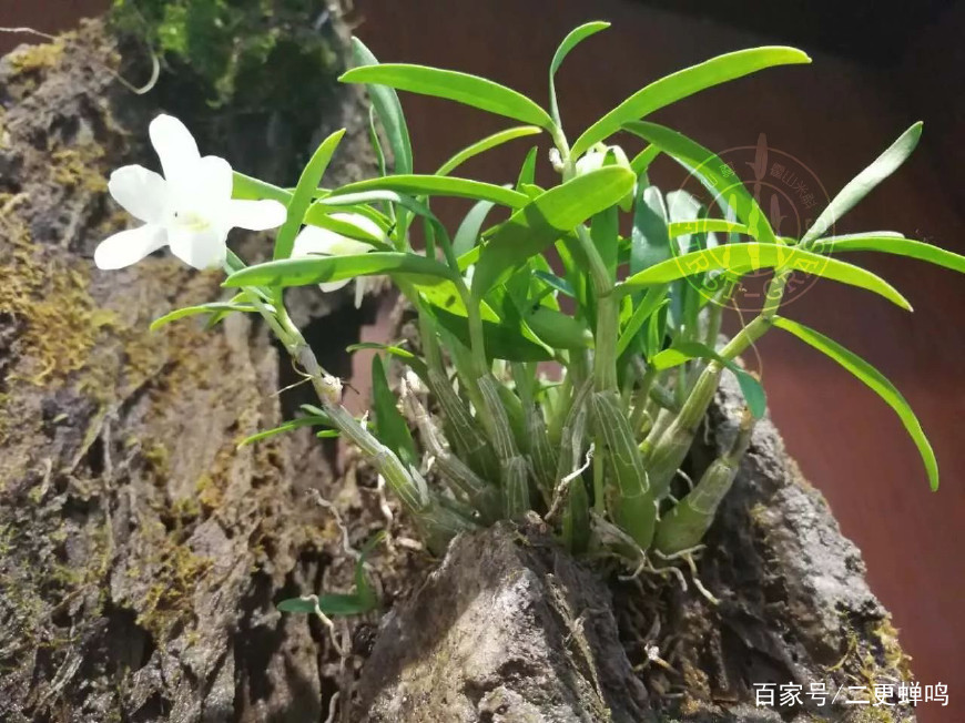 大人如何补硒（成人补硒每天补多少量）-硒宝网