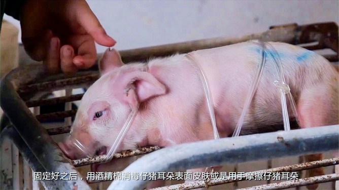 小猪补硒中毒（小猪补硒中毒）-硒宝网