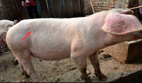 小猪补硒中毒（小猪补硒中毒）-硒宝网