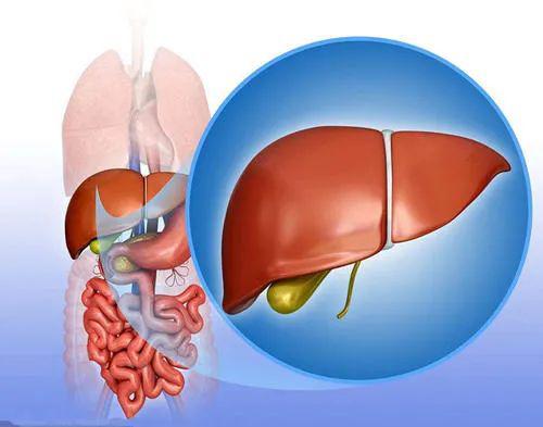 动物内脏补硒(人体中补硒的食物有哪些)-硒宝网