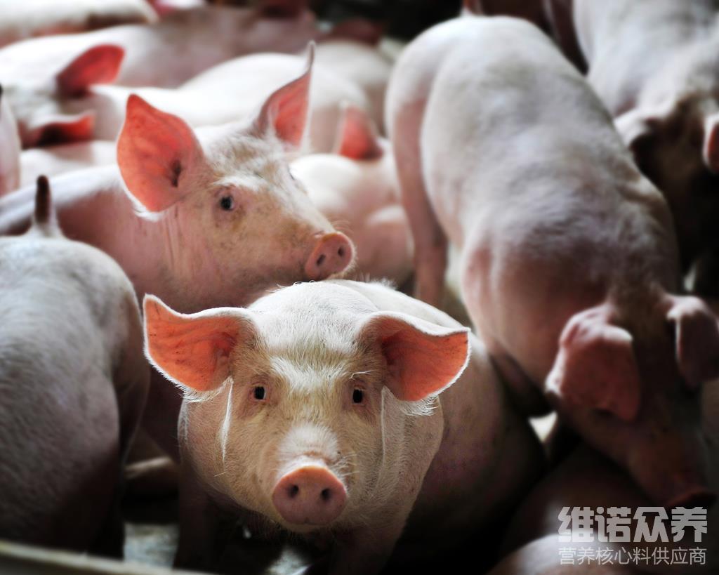 仔猪补硒过敏(仔猪补硒过敏)-硒宝网