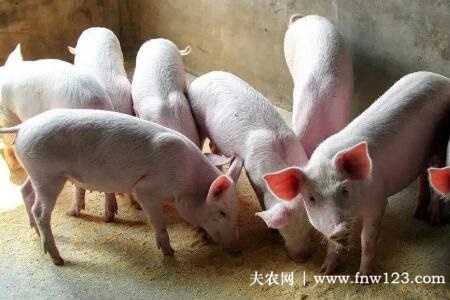 仔猪补硒过敏(仔猪补硒过敏)-硒宝网