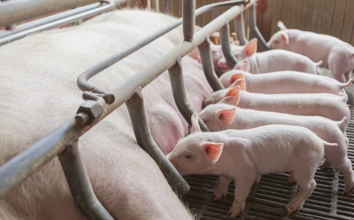 仔猪补硒过敏(仔猪补硒过敏)-硒宝网