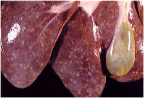 仔猪补硒过敏(仔猪补硒用什么药)-硒宝网