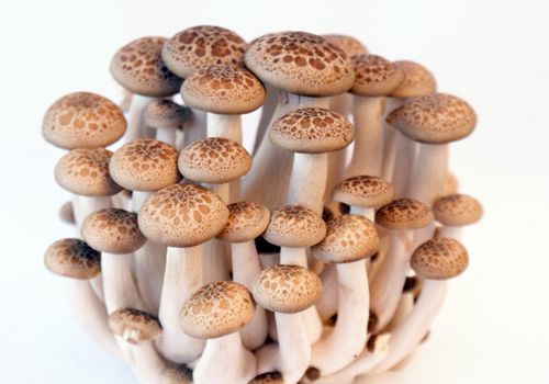 需要刻意补硒(需要刻意补硒)-硒宝网