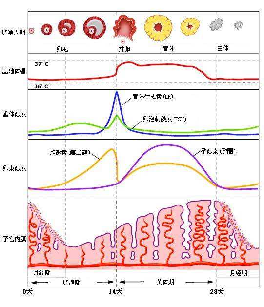 补硒治疗痤疮(痤疮需要补什么)-硒宝网