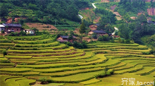 哪种茶叶补硒(茶叶硒的作用和补硒的好处)-硒宝网