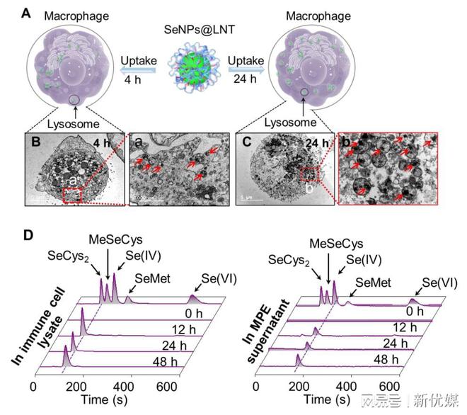补硒肺癌几率（补硒肺癌几率）-硒宝网