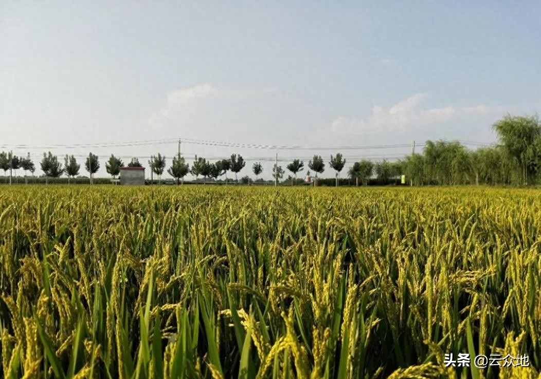 锌和硒补什么（甘草锌和锌硒宝哪个好）-硒宝网