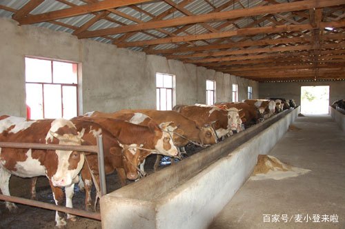 牛补硒多少量（牛补硒过量多长时间出现反应）-硒宝网