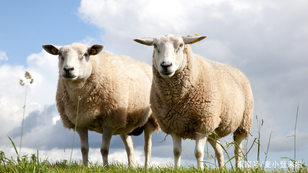 牛补硒多少量（牛补硒过量多长时间出现反应）-硒宝网