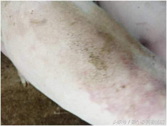 猪需要补硒吗(猪为什么要补硒)-硒宝网